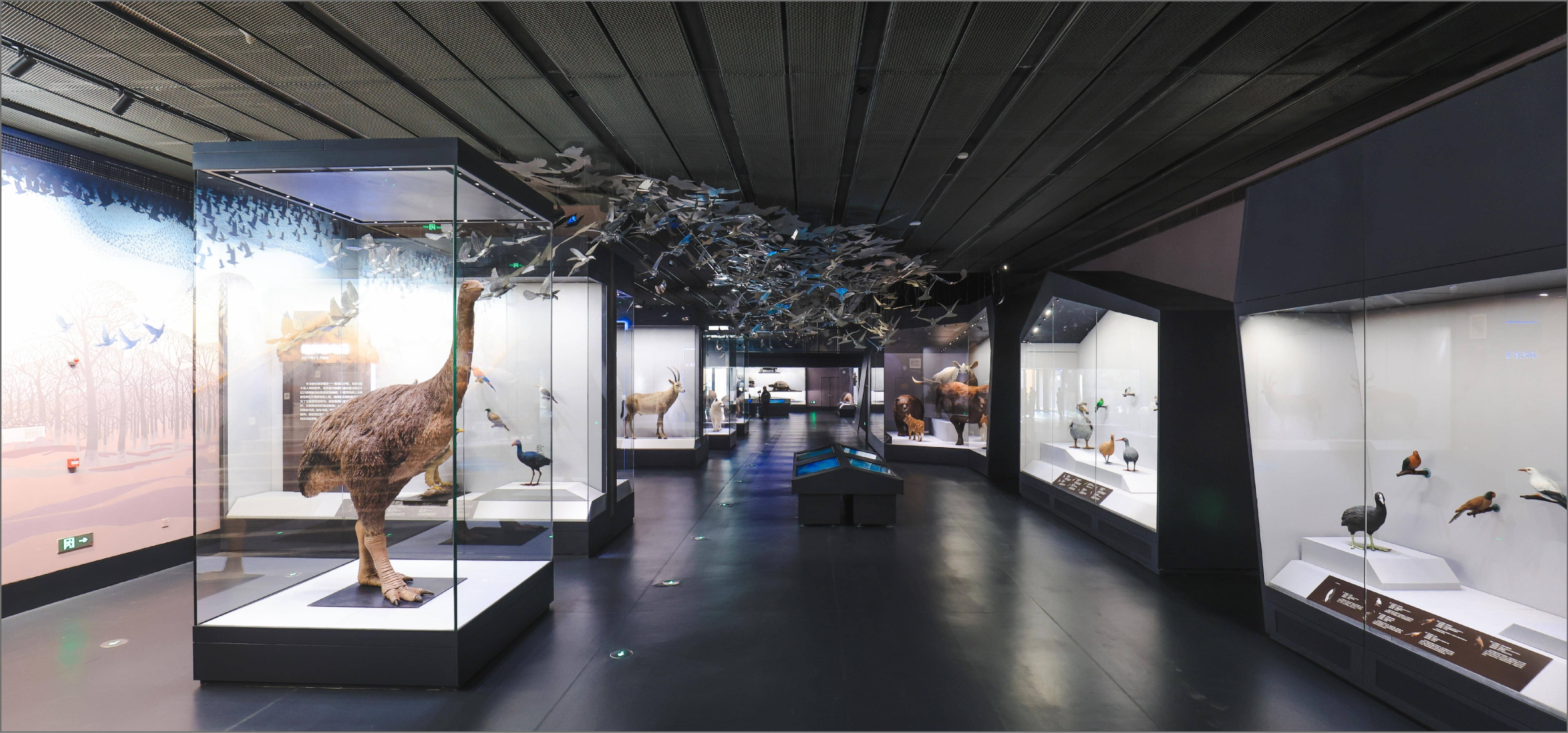 珍稀鸟类标本展厅